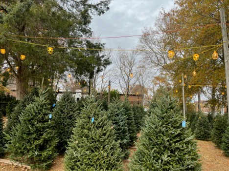 Christmas Trees in Greensboro, High Point, and Surrounding Towns