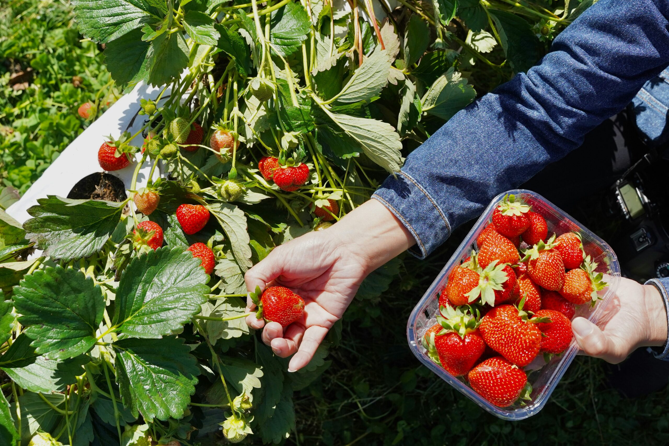 strawberry farms near greensboro