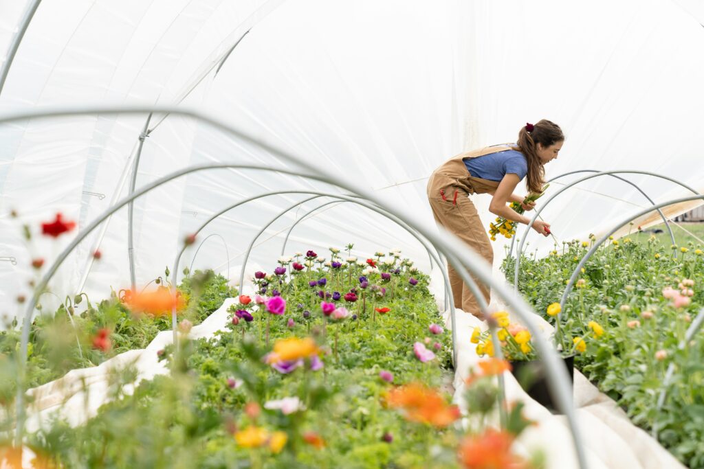 flower farms near greensboro