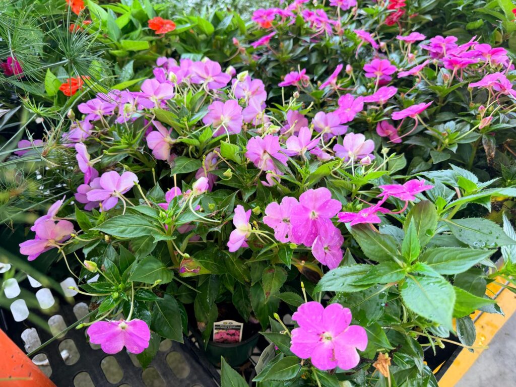 Piedmont Triad Farmers Market flower plants