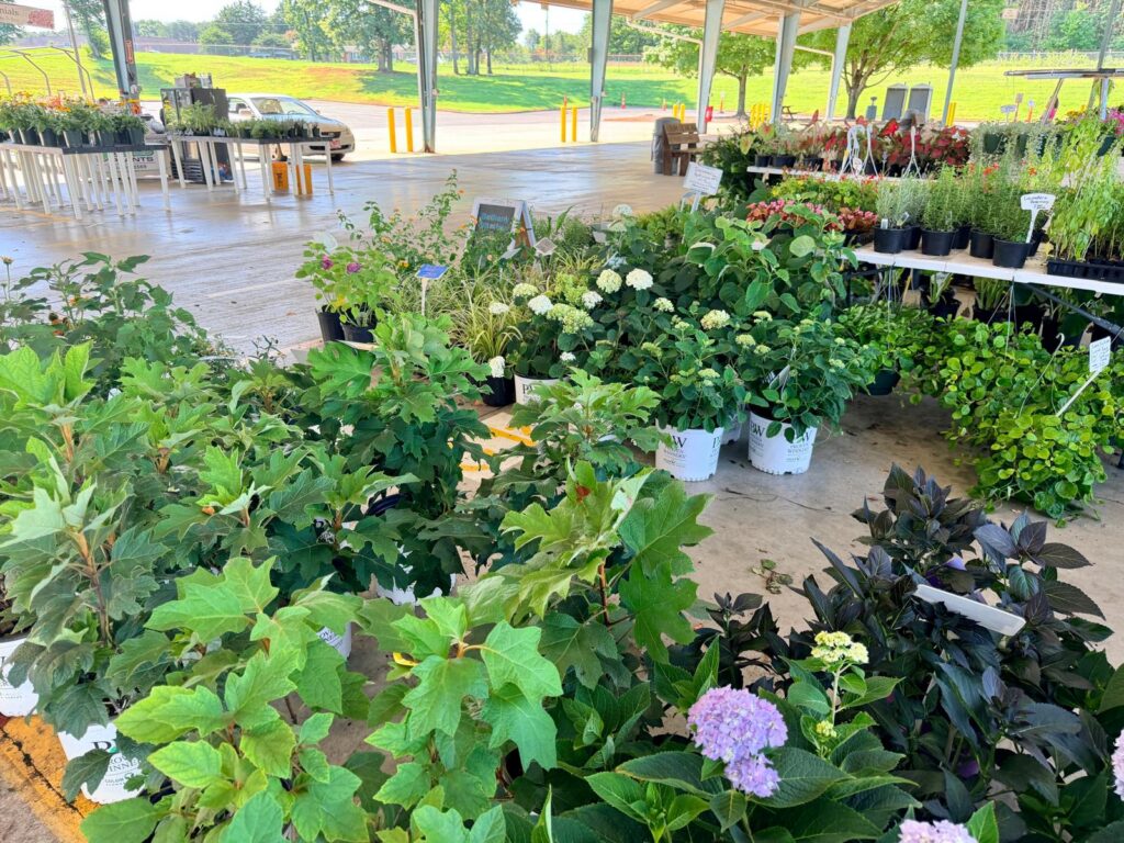 Piedmont Triad Farmers Market plants for sale
