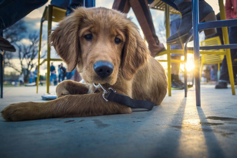 dog friendly places in greensboro