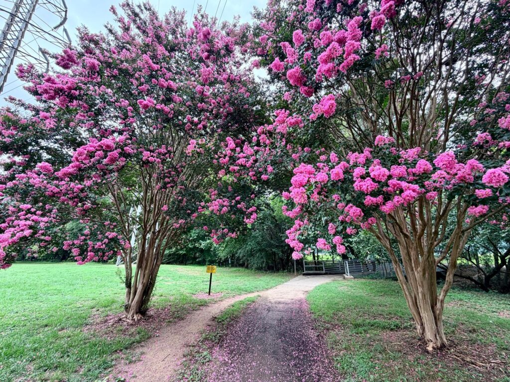 Lake Daniel Greenway flower tree