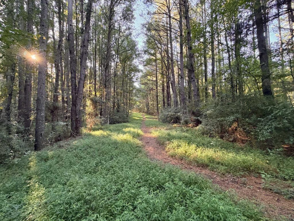 Palmetto Trail in Greensboro NC