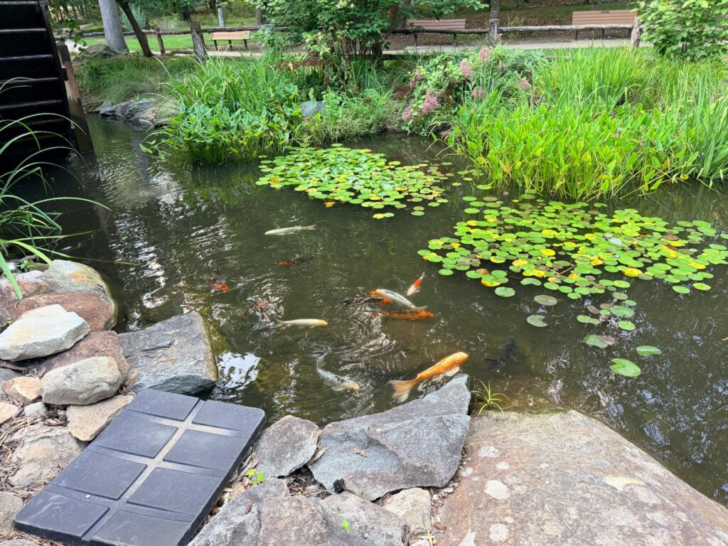 Tanger Family Bicentennial Gardens fish pond