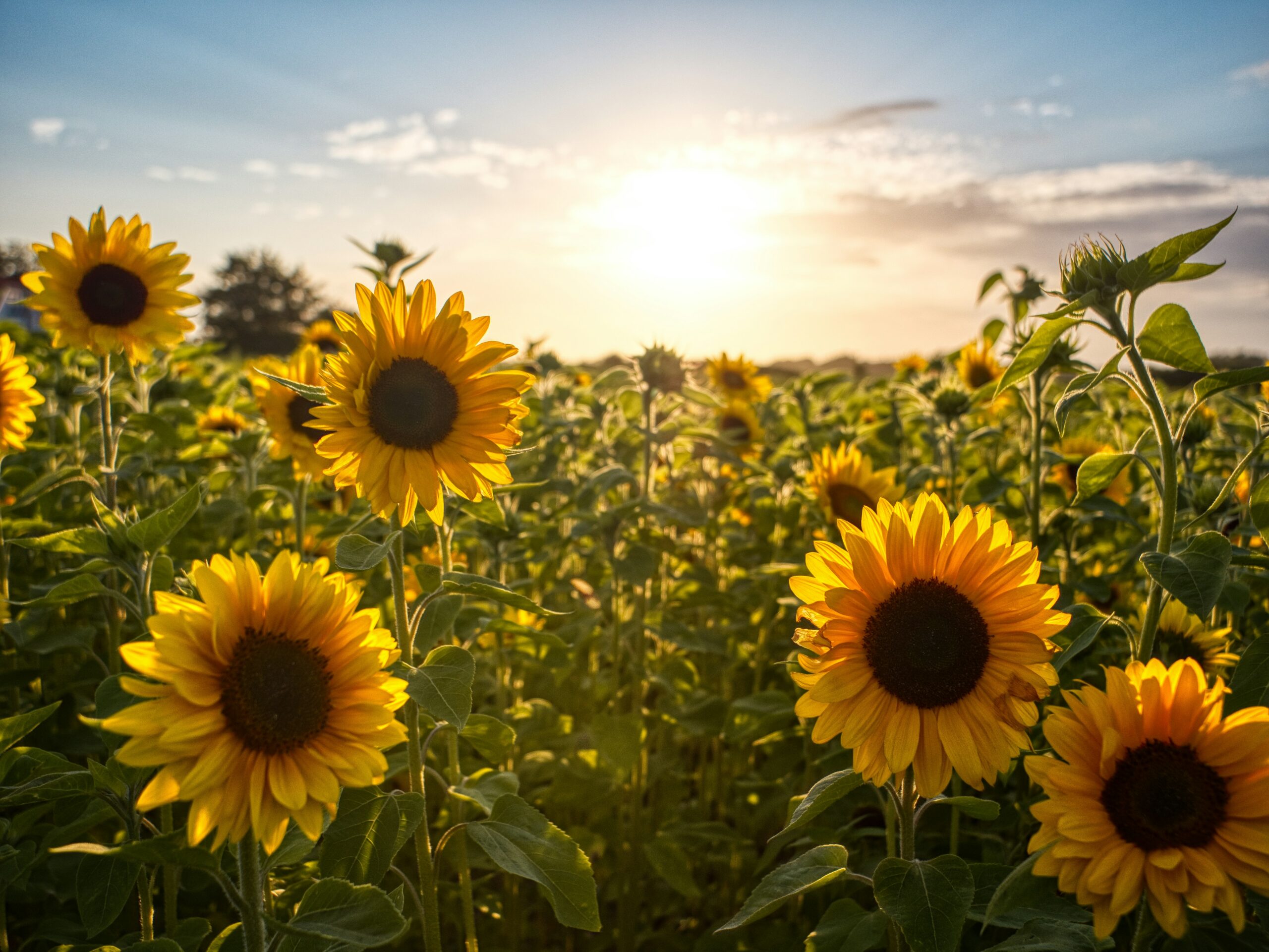 Sunflower Field near Greensboro