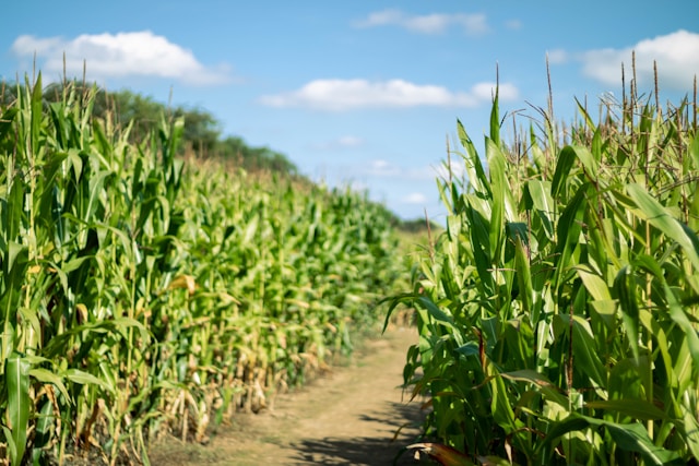 Corn Mazes Near Greensboro