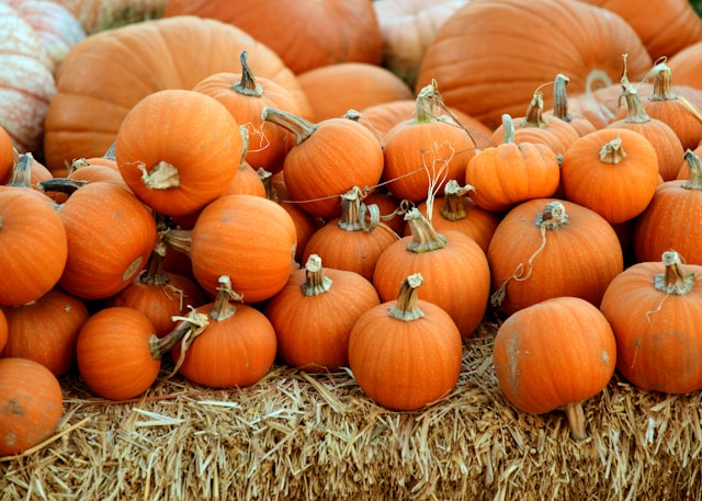 Pumpkin Patches near Greensboro, NC