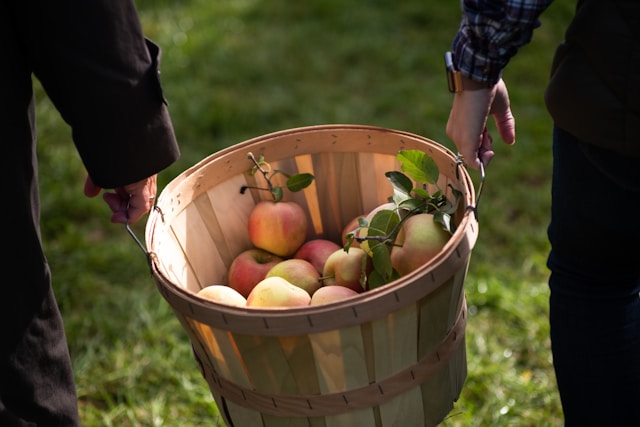 Apple Picking Near Greensboro
